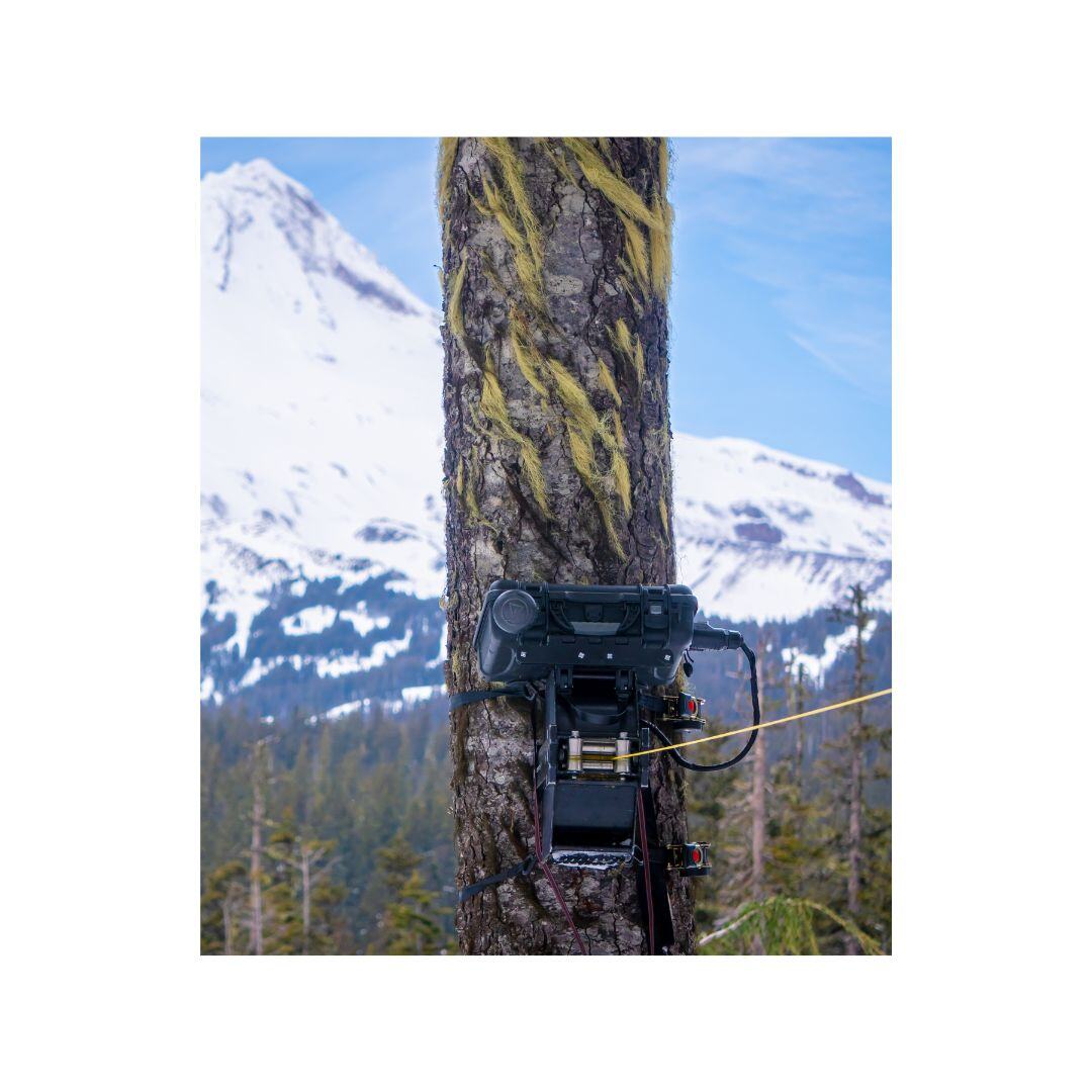 Motowinch Mounted with specialty tree straps